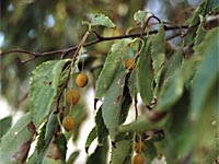 Zürgelbaum